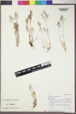 Agrostis rossiae image