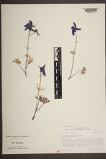 Delphinium bicolor image