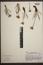 Nothocalais nigrescens image