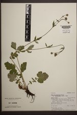 Geum macrophyllum image