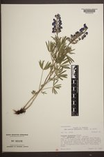 Lupinus argenteus var. depressus image