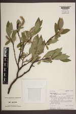 Salix glauca var. villosa image