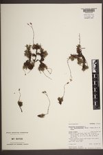 Saxifraga bronchialis var. austromontana image