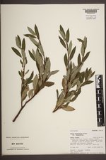 Salix planifolia image
