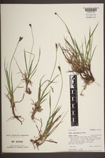 Carex spectabilis image