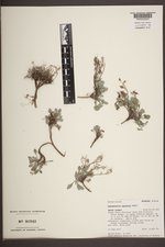 Physaria paysonii image