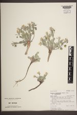 Physaria didymocarpa var. didymocarpa image