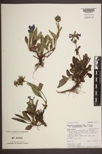 Penstemon attenuatus var. pseudoprocerus image