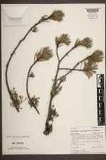 Arceuthobium americanum image