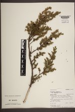 Juniperus communis var. depressa image