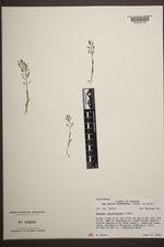 Noccaea parviflora image