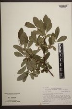 Salix scouleriana image