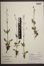 Valeriana dioica var. sylvatica image