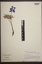 Delphinium geyeri image