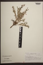 Oenothera pallida var. trichocalyx image