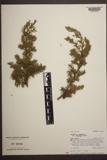 Juniperus communis var. depressa image