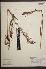 Rumex paucifolius image