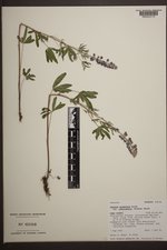 Lupinus argenteus subsp. rubricaulis image