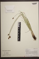 Carex hoodii image