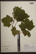 Rubus parviflorus var. parviflorus image