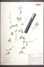 Epilobium clavatum image