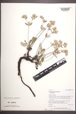 Eriogonum jamesii image