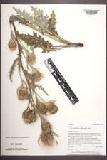 Cirsium scariosum var. coloradense image