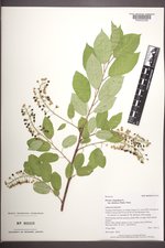 Prunus virginiana var. demissa image