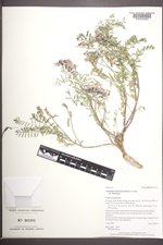 Astragalus bisulcatus var. bisulcatus image