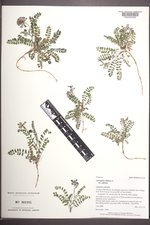 Astragalus alpinus image