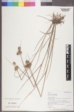 Juncus torreyi image