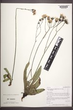 Crepis runcinata var. runcinata image