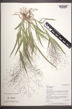 Panicum capillare subsp. capillare image