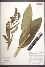 Veratrum californicum var. californicum image