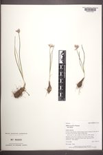 Allium geyeri var. geyeri image