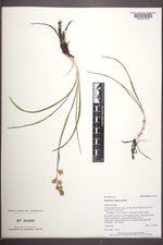 Zigadenus elegans image