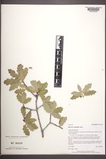 Quercus ×undulata image