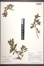 Quercus ×undulata image