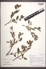 Quercus ×undulata image