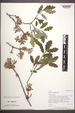 Quercus ×undulata image