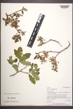 Quercus ×undulata image