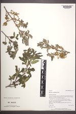 Quercus ×undulata image