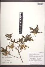 Quercus ×undulata image