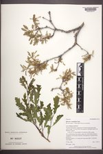 Quercus ×undulata image