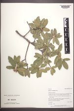 Quercus ×undulata image