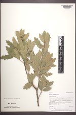 Quercus ×undulata image