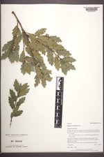 Quercus ×undulata image