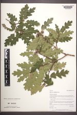 Quercus ×undulata image