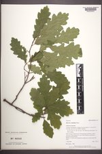 Quercus ×undulata image