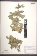 Quercus ×undulata image